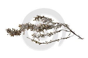 Branch of common seaweed photo