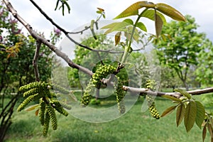 Branch of walnut tree with fresh leaves and catkins in spring