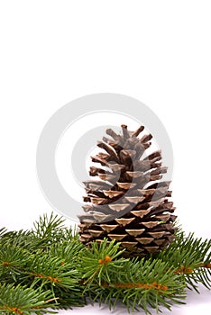Branch with cone