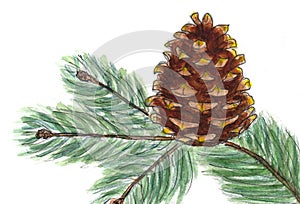 Branch with cone isolated, watercolor