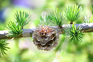 Branch with cone. Larix leptolepis photo