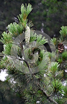 Branch with a cone of a pine rumeliysky Pinus peuce Griseb