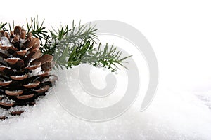 Branch and cone on white snow