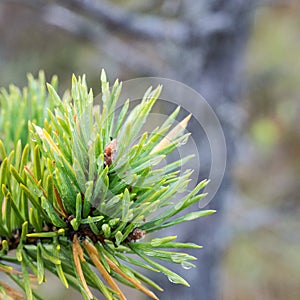 Branch with cones photo