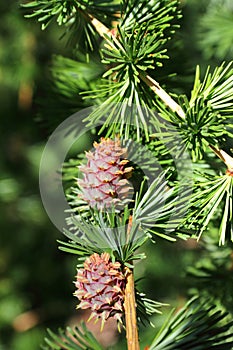 Branch with cones. Larix leptolepis photo