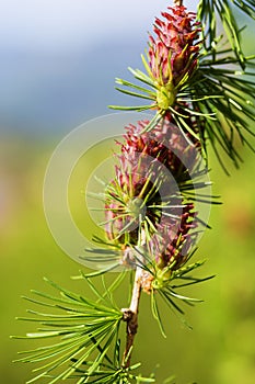 Branch with cones. Larix leptolepis, Ovulate cones of larch tree, spring. photo