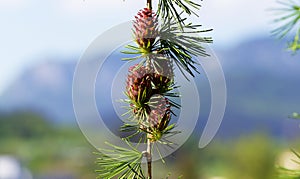 Branch with cones. Larix leptolepis, Ovulate cones of larch tree, spring. photo