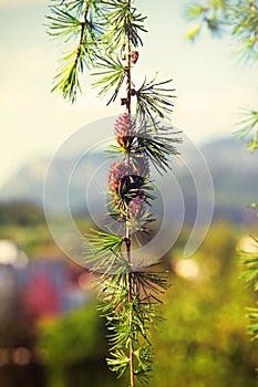 Branch with cones. Larix leptolepis, Ovulate cones photo