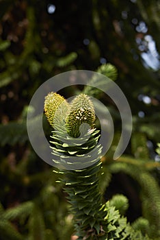 Monkey puzzle tree