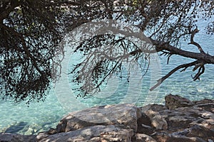 Pinus halepensis tree