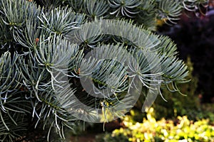 Branch of coniferous tree on a blurred background