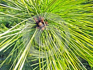 Branch a coniferous tree with bunches of deciduous bright green needles with small cones