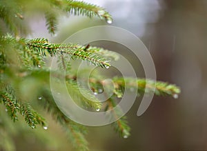 Branch of coniferous tree in rain