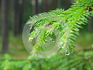 Branch of a coniferous tree with raindrop