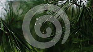 Branch of a coniferous tree with raindrops
