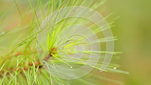 Branch Of A Coniferous Tree With Raindrops. Branch Of A Coniferous Tree With Drops Of Water. Close up.