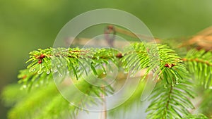 Branch Of A Coniferous Tree With Raindrops. Branch Of A Coniferous Tree With Drops Of Water. Rack focus.