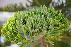 Branch of a coniferous tree on a sunny day