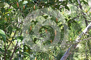 A branch of a coniferous tree in the Tbilisi Botanical Garden. Georgia country