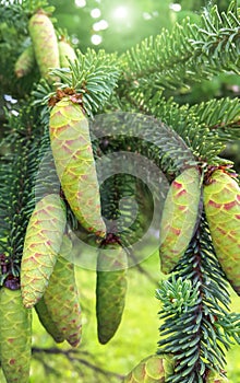 Branch of coniferous tree with young green cones