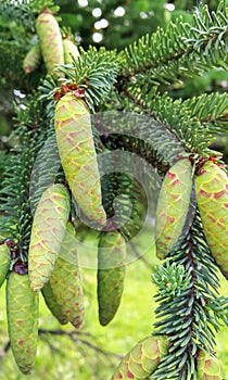 Branch of coniferous tree with young green cones