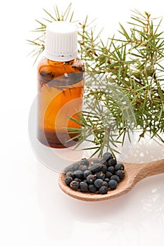 Branch of conifers junipers, wooden spoon ful of blue berries an photo