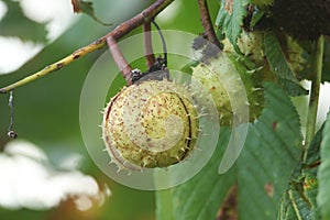 A branch of conkers on a Horse Chestnut Tree, Aesculus hippocastanum.