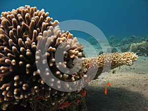 Branch coral