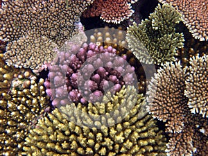 Branch Coral. Great Barrier Reef