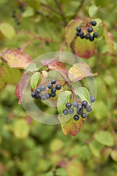 Branch of Cornus sanguinea shrub