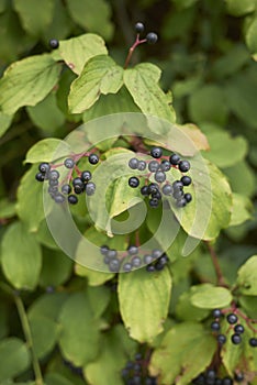 Branch of Cornus sanguinea shrub