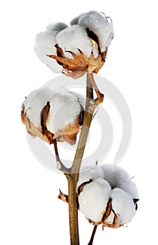 Branch of cotton