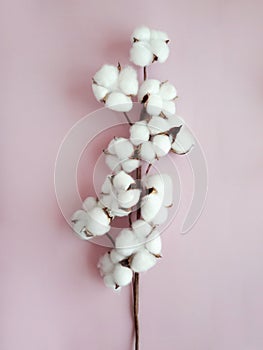 Branch of cotton flower in the center on the pink background