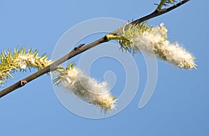 Branch with Cottonwood Seeds photo