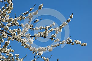 Branch with countless white cherry blossoms in front of a cloudless, blue sky