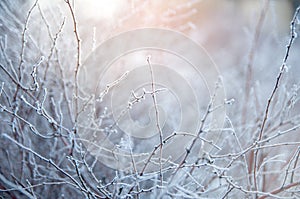 Branch covered in ice cold white frost in the winter. first frosts, cold weather, frozen water, frost and hoarfrost. Macro shot. E