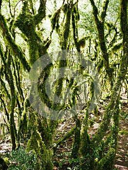 Branch covered with moss in the humid forest of Tursac in the Dordogne