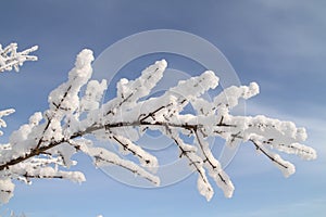 Branch covered with snow