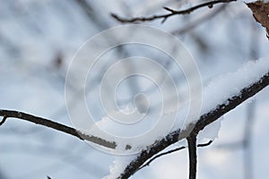 branch covered with snow closeup selective focus