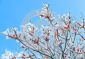 A branch  covered with snow with red berries