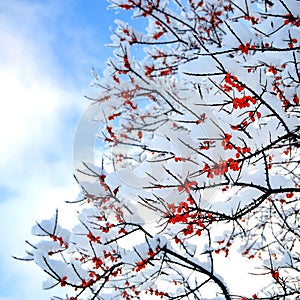 A branch  covered with snow with red berries