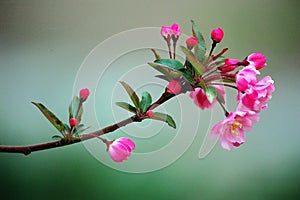 A branch of crabapple flowers