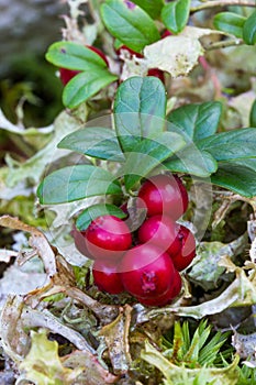 A branch of cranberries