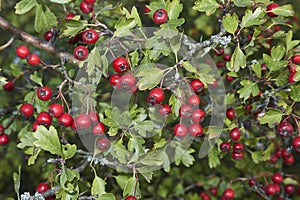 Branch of Crataegus monogyna plant