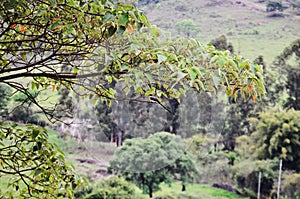 On the branch of Croton urucurana tree a bird Tyrannus savana watching the landscape