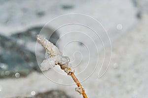 Branch with crystallized salt on Urmia Salt Lake. Iran photo