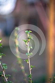 Branch of currant with young small green leaves