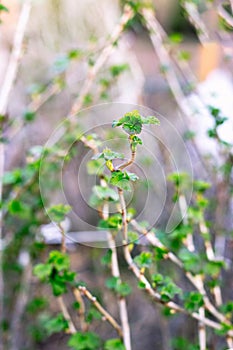 Branch of currant with young small green leaves