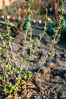 Branch of currant with young small green leaves