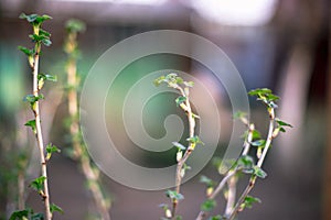 Branch of currant with young small green leaves